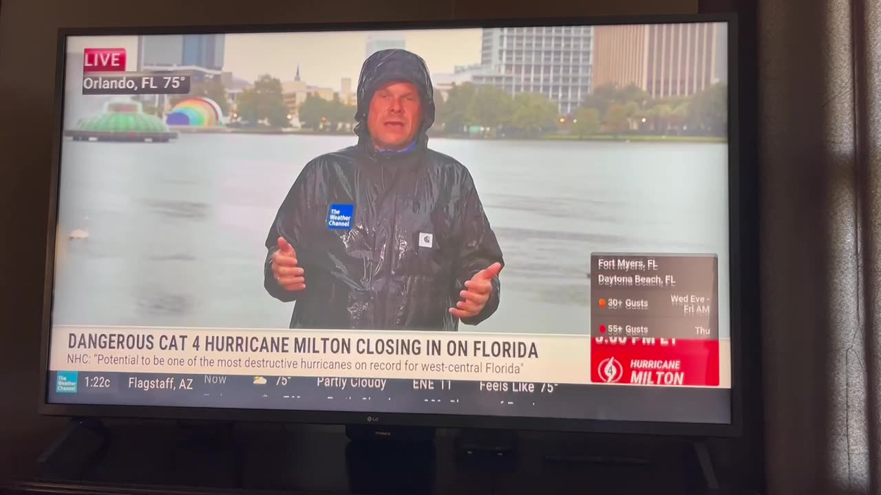 Black swan swims through the picture on Weather Report [Real or Fake] Somehow interesting