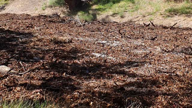 Greenough River Finally Flows After Three Years