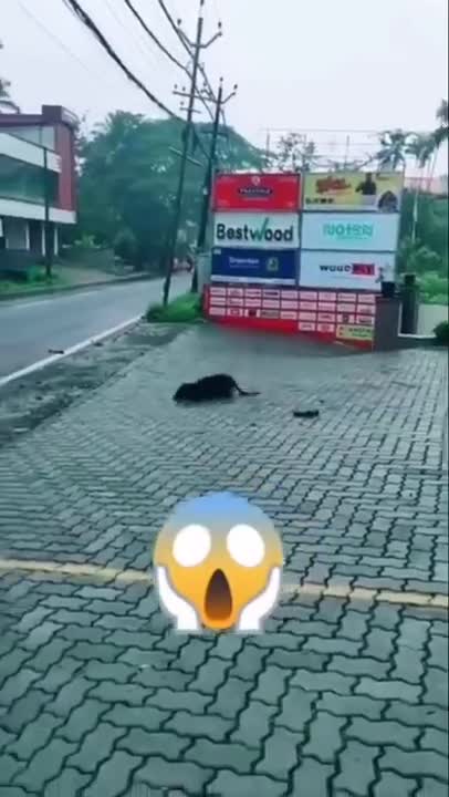 🤣Funny Dog Videos 2022🤣 🐶 It's time to LAUGH with Dog's life