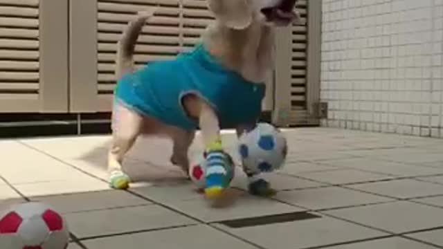 The soccer Dog