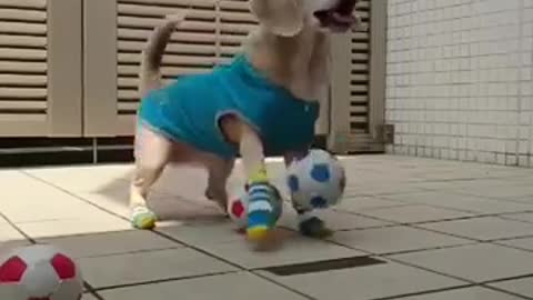 The soccer Dog