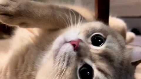 Best Cat Funny Video | Everyone Loves Cat Funny Video