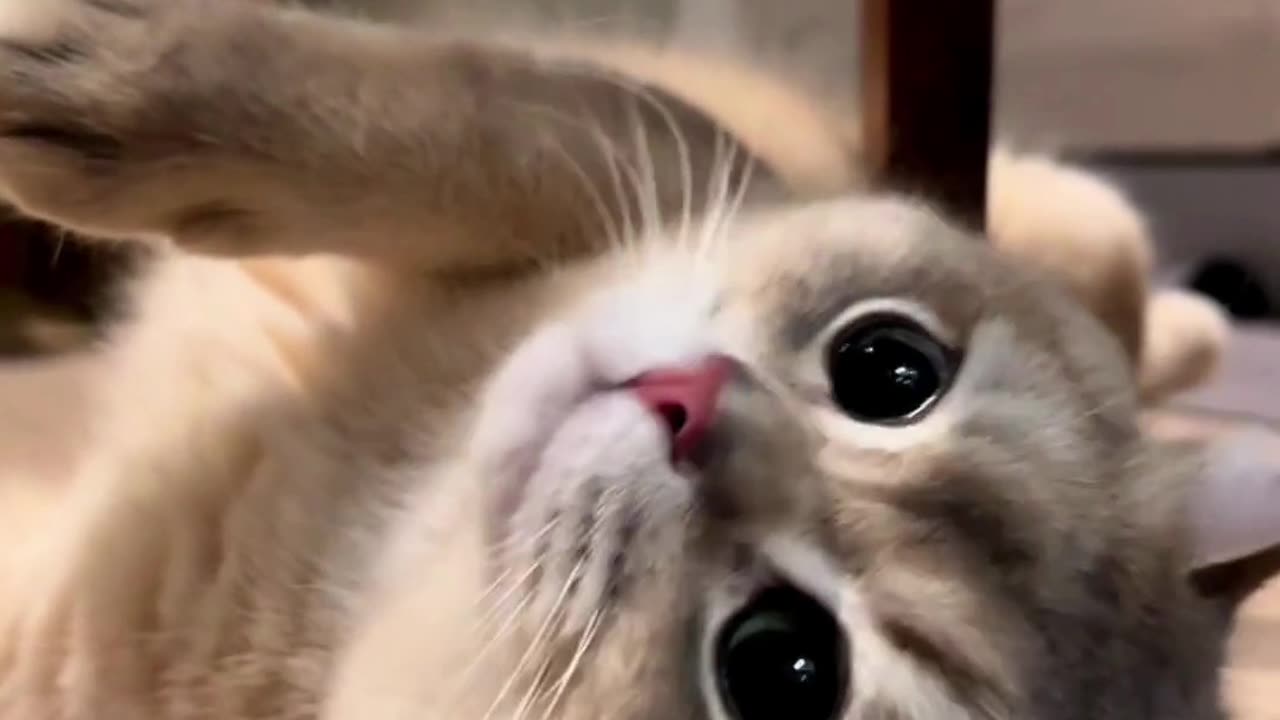 Best Cat Funny Video | Everyone Loves Cat Funny Video