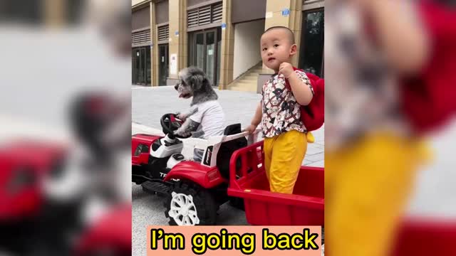 The dog picks up the baby from school for his father