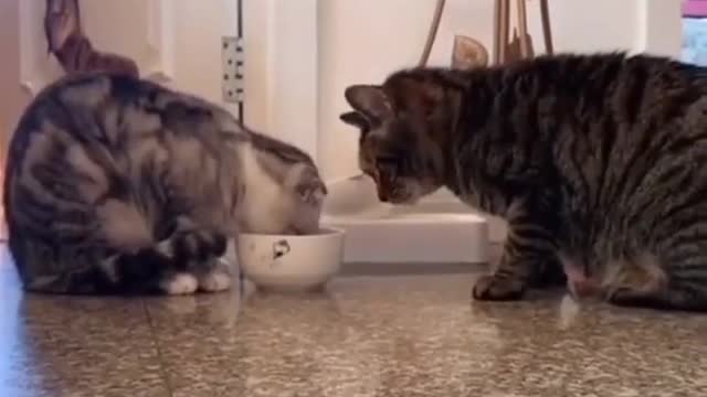 Cute cats sharing their meals with wach other