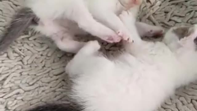 cats cutest video 😻😻//M25
