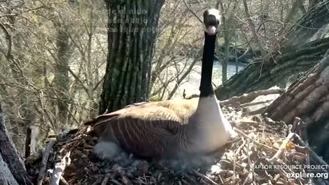 Swan Nesting