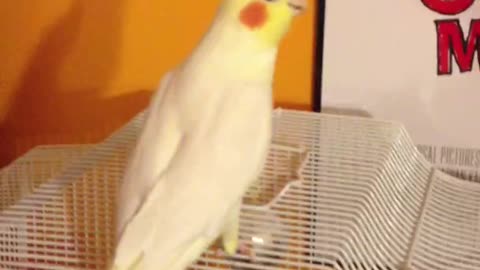 Harley the cockatiel singing September - again!