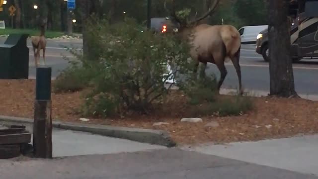 Couple of Elk in Estes Park