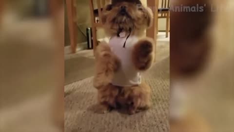 cute and funny animals movement #6