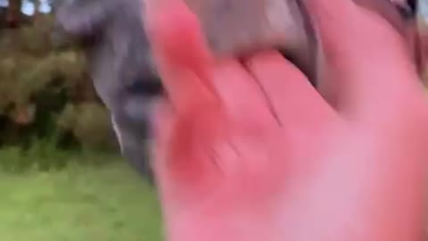Colt enjoys a good gum massage
