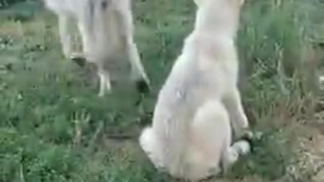 Wolf Family Howling Together