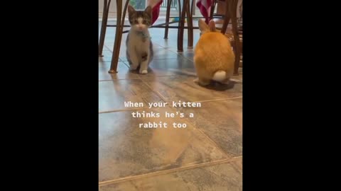 Cute Kitten trying to funny!!!🐈🐾🤣