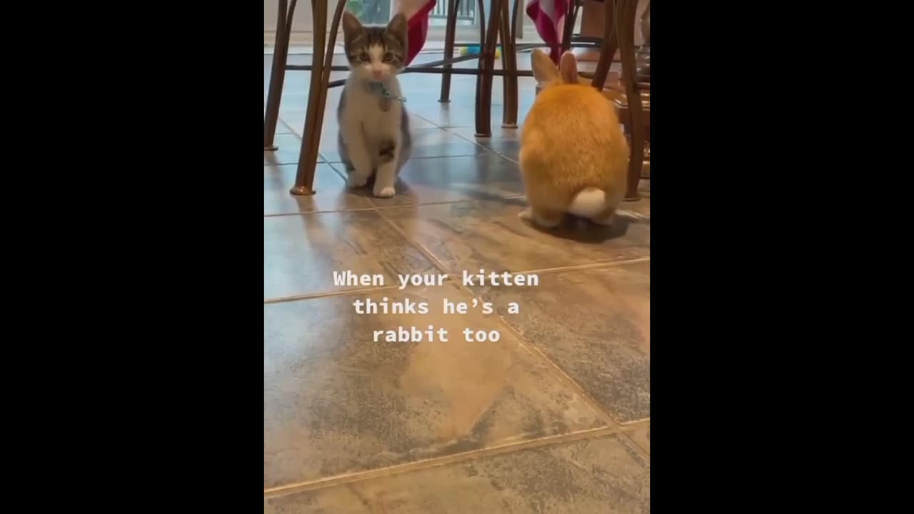 Cute Kitten trying to funny!!!🐈🐾🤣