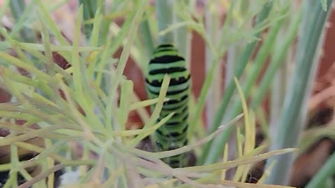Black Swallowtail caterpillar defensive reaction