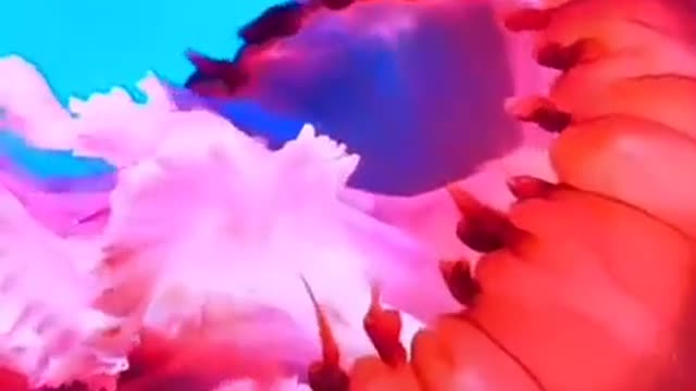 The pink jellyfish