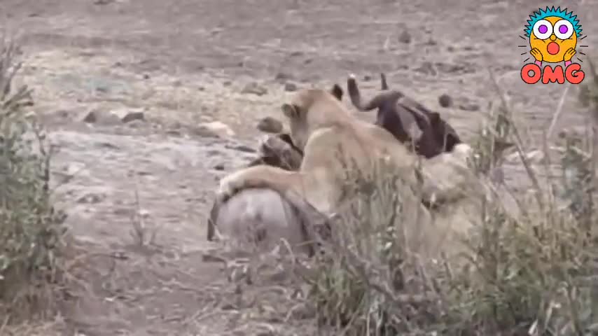 30 #صراع الحيوانات -#lion#الضبع #animal# fight#Momentos Brutales#Perros Salvajes-#