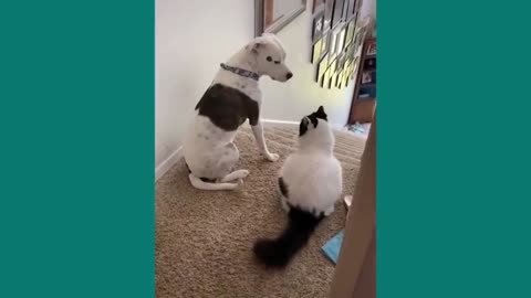 Cat and dog plying,,