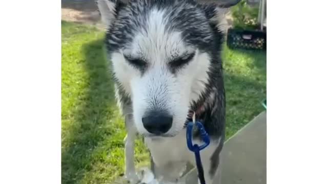 funny pets
