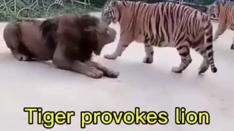 Funny tigers and lions