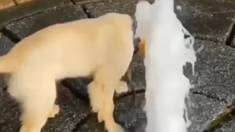 😍 Cute Cats and Funny Dogs Videos## why you not laugh😍