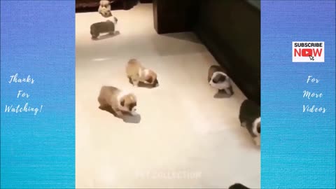 Cute funny pets