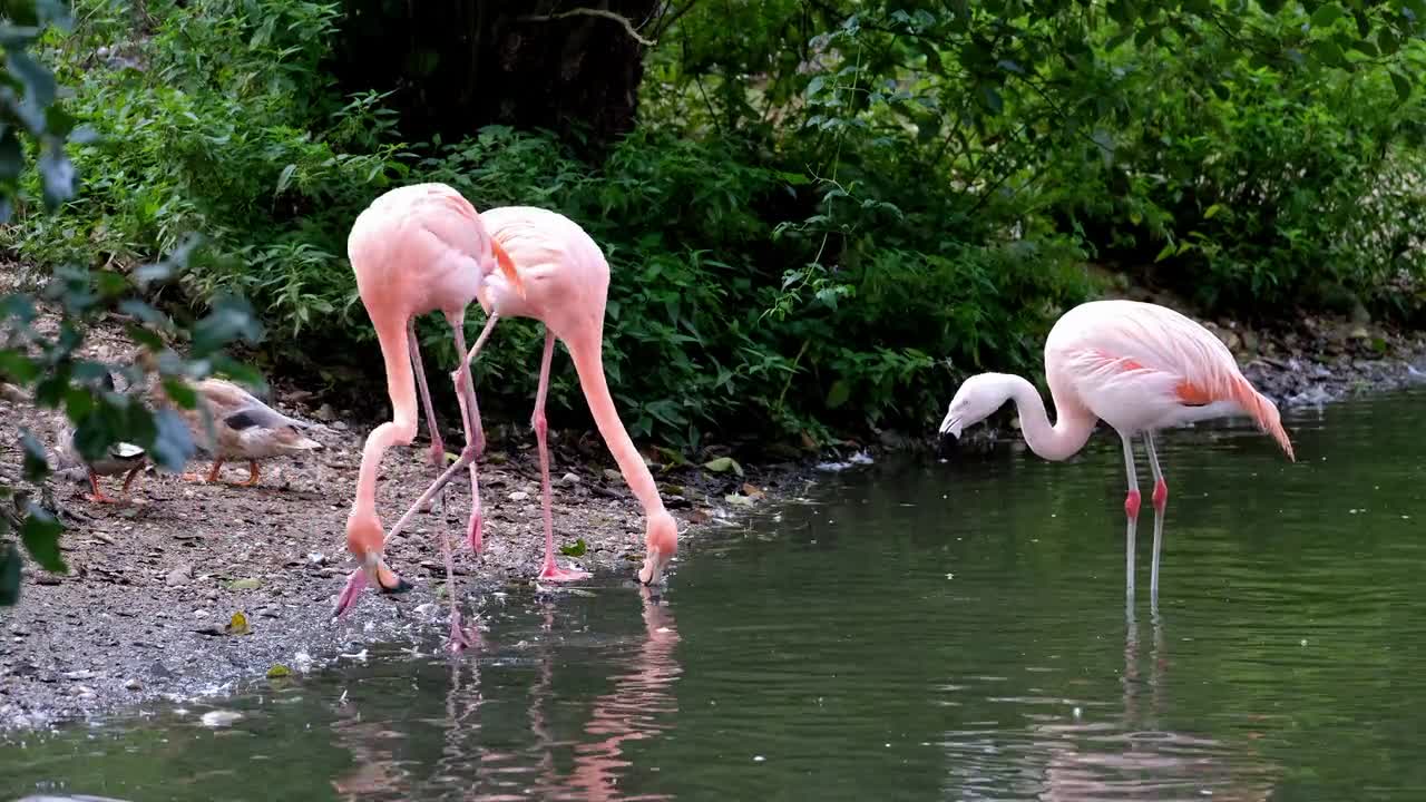 Flamingo 🦩 Pink Birds