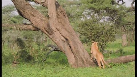 Lion Climbing a Tree