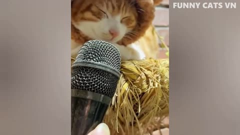 Best Funny Animal Videos - Funniest Cats And Dogs Video