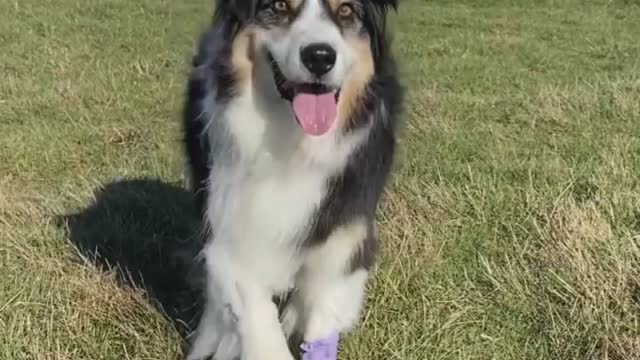 Dog first time since she started chemo today 2022