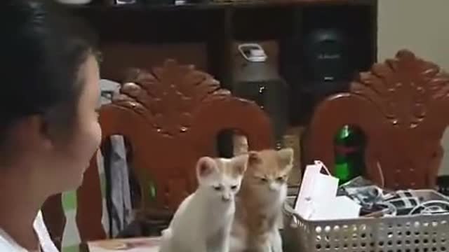 Two adorable cats listen attentively to their owner teaching them English