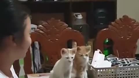 Two adorable cats listen attentively to their owner teaching them English