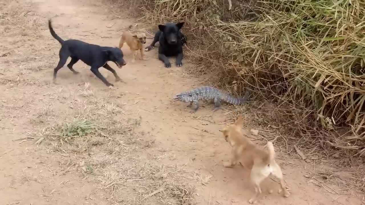 dog and lizard fight