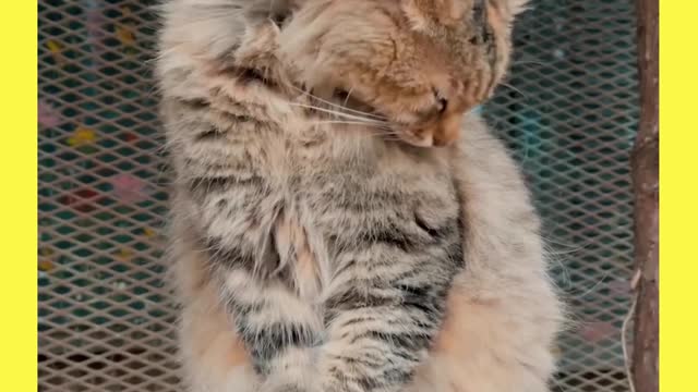 cute cat