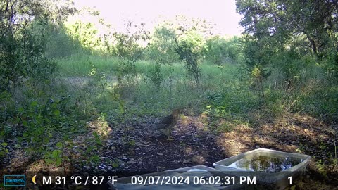 Squirrel Attacks Hawk