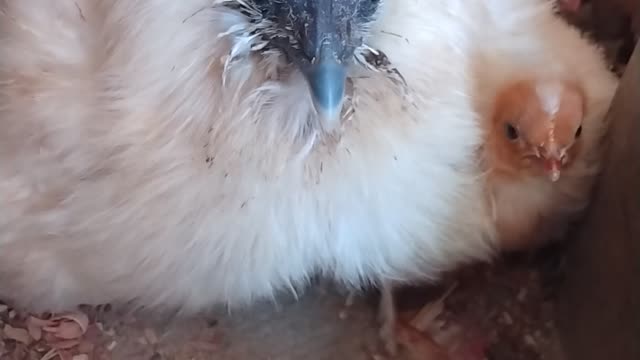 Silkie Hen And Baby Chick