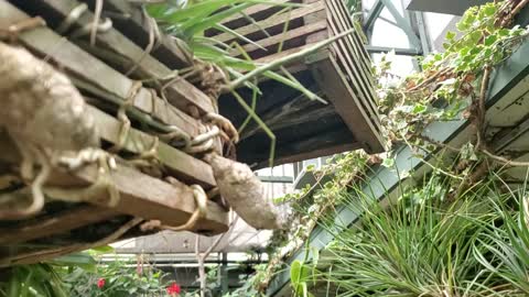 Preying mantis at butterfly museum