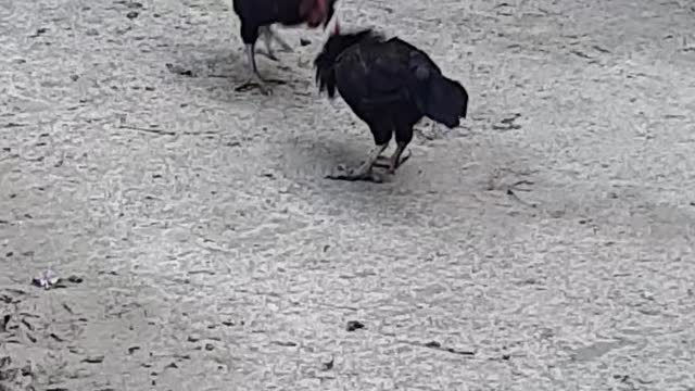 Two hens fighting