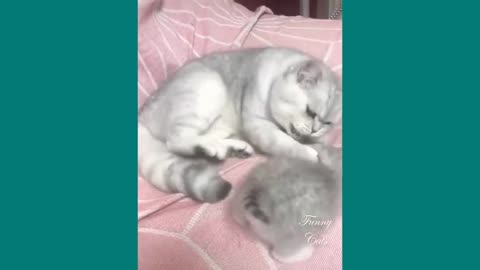 Can we have an Aww for the Cutest Video Ever?