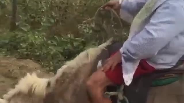 amazing and fun videos