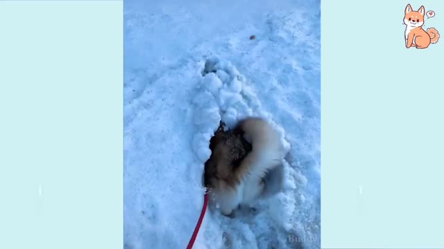 Funny Dog Videos 2021