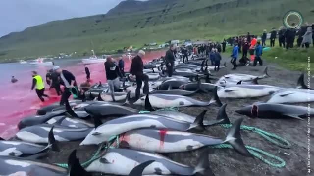 Faroe Dolphin Disaster