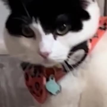 Cats silliest creature on earth 😆- Funny cats videos 🐱 #shorts #funny