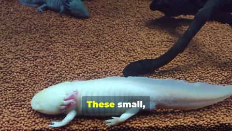 The Fascinating World of Axolotls: Nature's Little Marvels