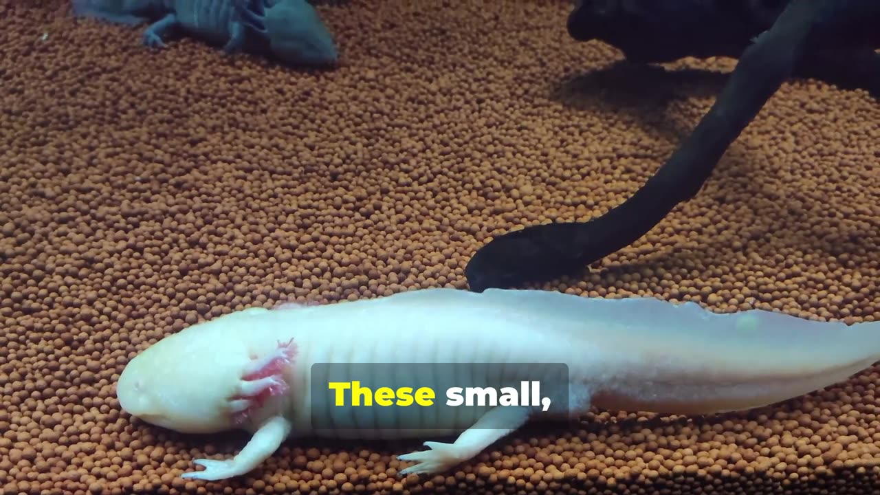 The Fascinating World of Axolotls: Nature's Little Marvels