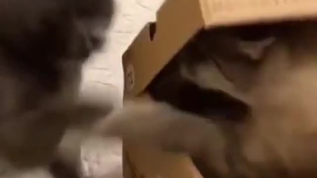 Funny cat fights