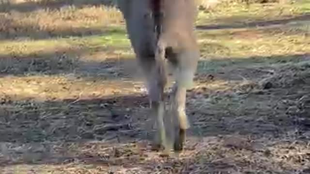 Funny Donkey Goes Nuts After Getting a Ball For Christmas