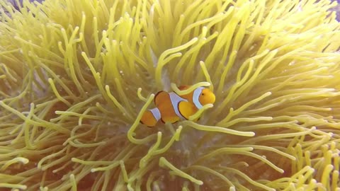 Undeniable Proof That You Need Diving In Paradise Mabul Island