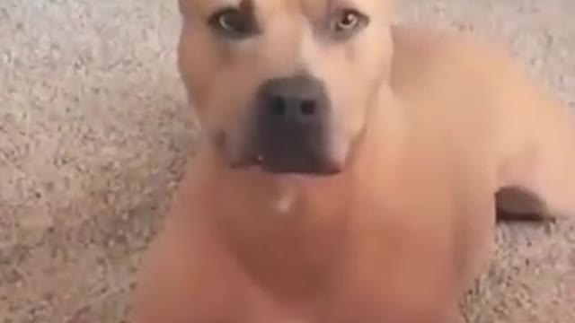 Dog lovingly stares at his boss