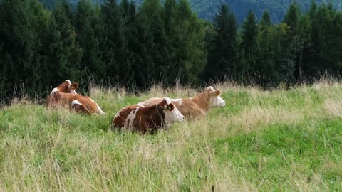 ASMR|Slowmotion Video|Cows|Animals